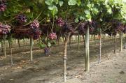 Rows of Crimson seedless vines