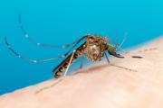 Culex annulirostris - mosquito species that spread JE