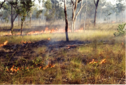 Curly spinifex fire