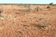 Photograph of currant bush mixed shrub pasture in poor condition in the southern rangelands