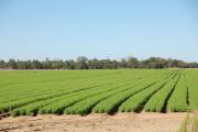 Carrot crop in Western Australia