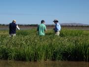Rice trial at Frank Wise Institute