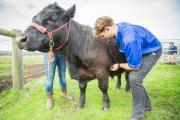 DPIRD vet examining cattle