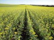 A paddock of canola sown at 50 cm row spacing