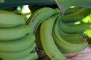 A bunch of green bananas
