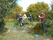 Staff from DAFWA sampling acacia saligna branches