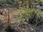 Black spear grass left and ribbon grass right, shooting green leaf three weeks after fire