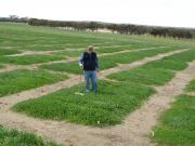 Measuring the production of new subterranean clover varieties with a plate meter