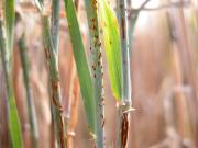 Volunteer barley can host wheat stem rust under summer green bridge conditions.