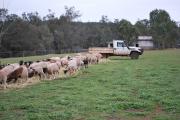 Sheep eating hay in a paddock