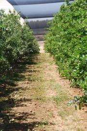 Drip irrigated apples with low between row sod culture