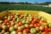 tomatoes in bin after picking