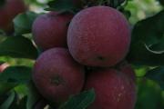 Apple crop grown in Manjimup