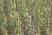 Crown rot in wheat appears as scattered white heads