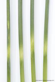 Grain filling z 60 -75 Peduncle stem frost 