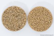 Frost event ocurring at grain filling Z75-85. Frost affected grain is light, shrivelled and distorted. Healthy grain on the right Frost event ocurring at grain filling Z75-85. Frost affected grain is light, shrivelled and distorted. Healthy grain on the right.