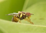 Queensland fruit fly, Bactrocera tryoni