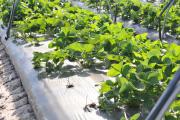 Strawberry beds with missing plants due to poor establishment still consume resources to maintaino