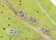 Sycamore lace bugs