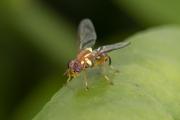 Queensland fruit fly - Bactrocera tryoni