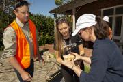 DPIRD Biosecurity Inspector, Entomologist and Pathologist inspecting a maple tree