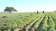 The first seed potato field inspection occurs before row closure