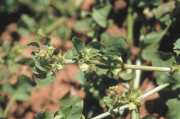 Close up view of doublegee thorns and leaves.