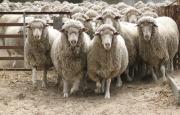 Sheep exiting stockyards