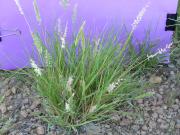 Limestone grass growing on gravelly soil in the early dry season.