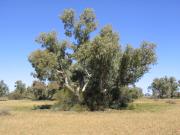 Eucalypt bush clumps on alluvial plain, Cyclops land system