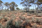 Photograph of eucalypt chenopod plain pastures in good condition in the southern rangelands