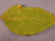 European red mite feeding damage of an apple leaf showing discolouration of leaf tissue