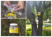 Fish lure being placed inside European wasp trap before hanging in street tree