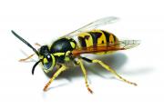 European wasp