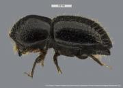 Euwallacea fornicatus lateral female