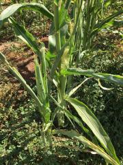 Corn plant with fall armyworm damage