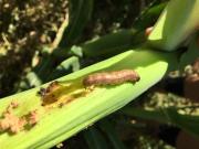 Fall armyworm larvae on a corn 