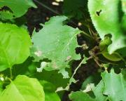 Fuller's rose weevil adult and leaf damage on apricot trees