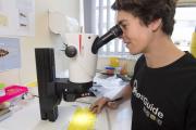 DPIRD staff member inspecting a sticky trap through a microscope