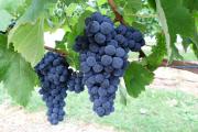 Fer wine grapes grown at Manjimup