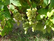 Wine grapes at the onset of veraison