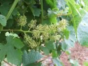 Wine grape at flowering