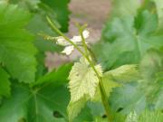 Wine grape shoots 10 cm in length