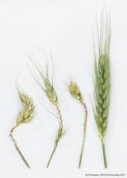Visible symptoms after head emergence seen as missing or bleached florets