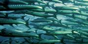 School of fish swimming underwater
