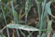 Powdery mildew appears as fluffy white growth on wheat leaves
