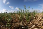 Flaxleaf fleabane in south coast WA