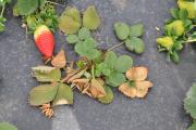 Strawberry variety 'Fortuna' showing symptoms of crown rot later identified as Phytophthora cactorum