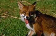 Image of a fox.  Foxes are declared pests in Western Australia.