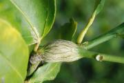 Fresh gall on citrus tree caused by citrus gall wasp larvae